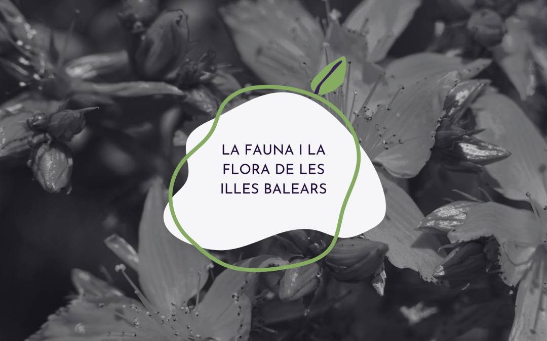 Fauna i flora endèmiques de les Balears